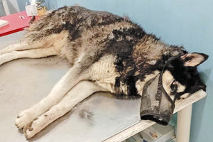 Κλείνει ο φάκελος του θανάτου του χάσκι της Αράχωβας