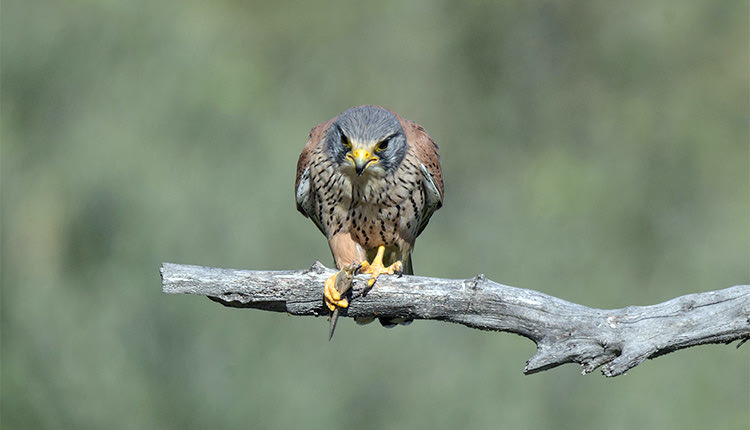 ΤΙ ΕΙΝΑΙ ΤΟ «ΔΙΑΜΑΝΤΙ 3» ΠΟΥ ΚΑΤΕΚΤΗΣΕ
Μεγάλη διάκριση 
για Κρητικό φωτογράφο 