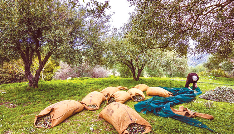 Μαζικές αντιδράσεις για τη «χειρότερη χρονιά επιδοτήσεων» από την έναρξη της Κοινής Αγροτικής Πολιτικής