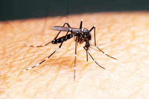 SOS για το Aedes Aegypti!