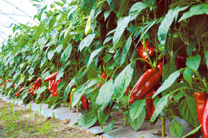 Διαβατήριο θα χρειάζονται τα κηπευτικά για να μεταφερθούν σε χώρες του εξωτερικού