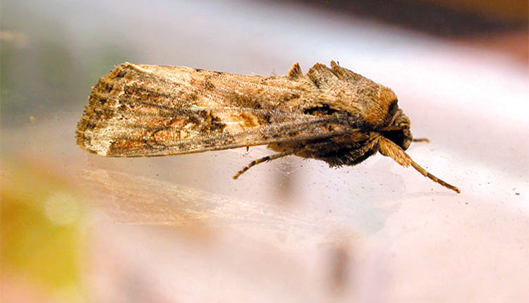 Ανησυχία από την εξάπλωση του εντόμου στην Κρήτη