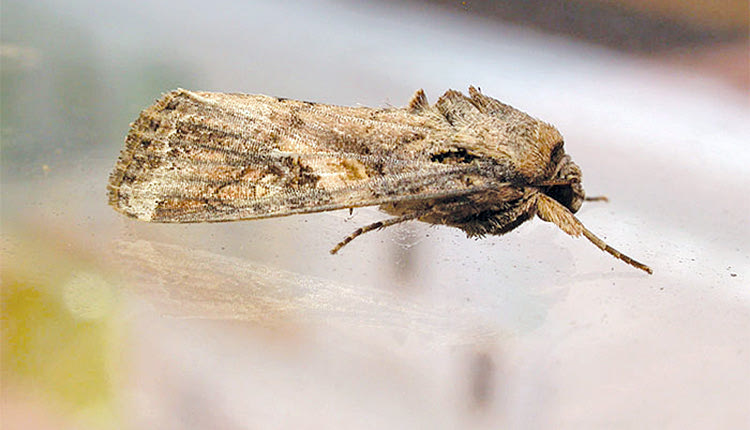 Συνεχίζει να προβληματίζει η παρουσία 
του Spodoptera Frugiperda στην Κρήτη 

