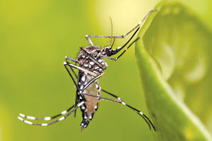 Για το χειρότερο σενάριο σε σχέση με την έλευση επικίνδυνων κουνουπιών προετοιμάζεται η Περιφέρεια Κρήτης