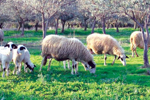 κτηνοτροφία βόσκηση πρόβατα