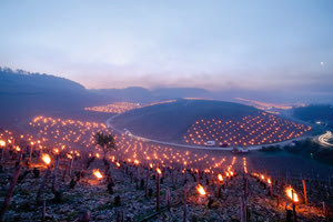 Γιατί βάζουν φωτιές στα αμπέλια;