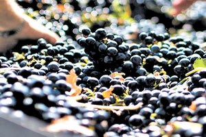 οινοποιήσιμα σταφύλια