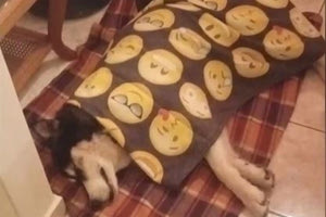 Ποια εκταφή; Πέταξαν το σκύλο σε χωράφι!