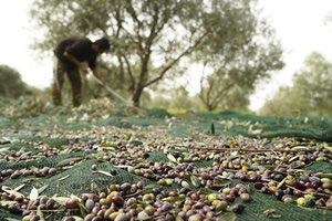 Ολοκληρώθηκαν οι δολωματικοί ψεκασμοί – Πότε θα ξεκινήσει η συγκομιδή