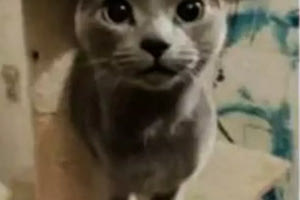 Εγκλωβισμένη, αλλά ζωντανή η Στάχτη