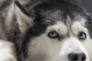 Κάλεσμα για μποϊκοτάζ στην Αράχωβα αν συγκαλυφθεί η φρικτή υπόθεση κακοποίησης του Όλιβερ