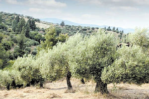 ελιά ελιες Ατσιμπάδες