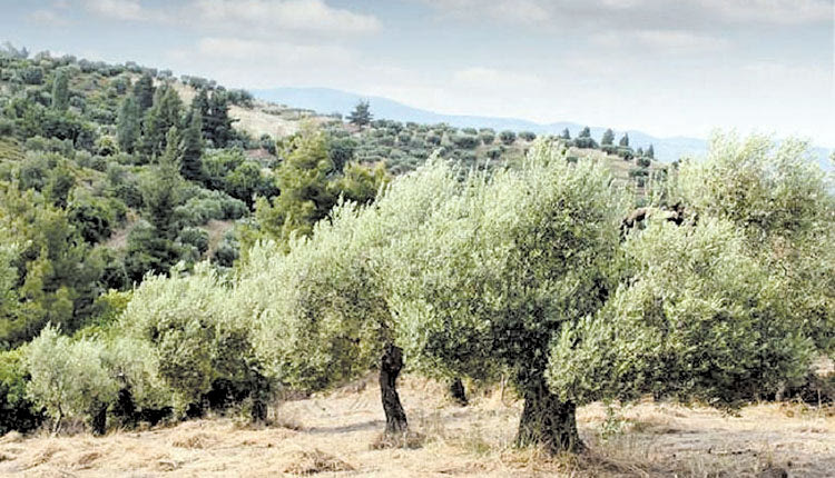 ελιά ελιες Ατσιμπάδες