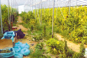 Τη Δευτέρα η δίκη για τα αδέρφια από τη Μεσσαρά για τα θερμοκήπια με το χασίς