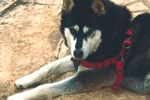 Παρέμβαση του Αρείου Πάγου για τον Όλιβερ