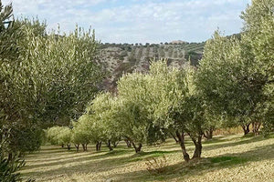 οπεκεπε αγροτικες ενισχυσεις