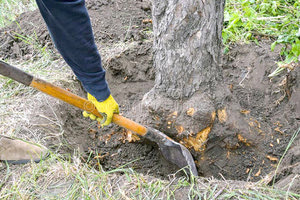 ΤΙ ΑΛΛΑΖΕΙ ΣΤΟ ΠΡΑΣΙΝΟ Για κάθε δέντρο που κόβεται θα φυτεύονται... τέσσερα!