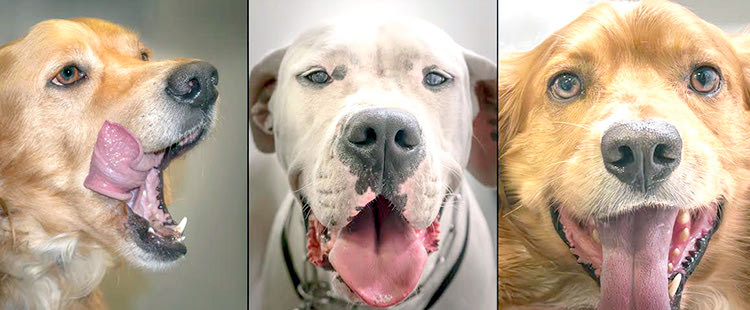 Ο ΠΡΟΕΔΡΟΣ ΤΗΣ Ε.Φ.Ε ΗΡΑΚΛΕΙΟΥ ΠΟΛΥΧΡΟΝΗΣ ΝΙΚΗΦΟΡΑΚΗΣ ΜΙΛΑ ΣΤΗΝ “Π” ΜΕ ΑΦΟΡΜΗ ΤΗΝ ΕΚΘΕΣΗ 
ΟΠΟΥ ΠΡΩΤΑΓΩΝΙΣΤΟΥΝ ΟΙ ΑΣΘΕΝΕΙΣ ΤΟΥ
“Ο κτηνίατρος επηρέασε… τον φωτογράφο και όχι το αντίστροφο”