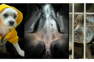 Ο ΠΡΟΕΔΡΟΣ ΤΗΣ Ε.Φ.Ε ΗΡΑΚΛΕΙΟΥ ΠΟΛΥΧΡΟΝΗΣ ΝΙΚΗΦΟΡΑΚΗΣ ΜΙΛΑ ΣΤΗΝ “Π” ΜΕ ΑΦΟΡΜΗ ΤΗΝ ΕΚΘΕΣΗ ΟΠΟΥ ΠΡΩΤΑΓΩΝΙΣΤΟΥΝ ΟΙ ΑΣΘΕΝΕΙΣ ΤΟΥ “Ο κτηνίατρος επηρέασε… τον φωτογράφο και όχι το αντίστροφο”