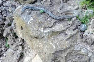 Ολόκληρη συζήτηση άνοιξε στο διαδίκτυο για τα κρητικά… φίδια που βγήκαν από τις φωλιές τους και δεν μπορούν να πέσουν σε χειμερία νάρκη.