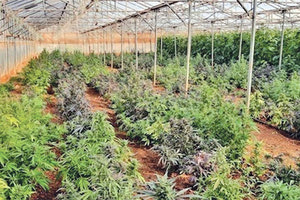 ΘΕΡΜΟΚΗΠΙΑ ΣΤΟ ΡΕΘΥΜΝΟ Ένας αθώος και δύο έξω με αναστέλλουσα για τα 700 δενδρύλλια