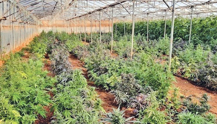 ΘΕΡΜΟΚΗΠΙΑ ΣΤΟ ΡΕΘΥΜΝΟ Ένας αθώος και δύο έξω με αναστέλλουσα για τα 700 δενδρύλλια