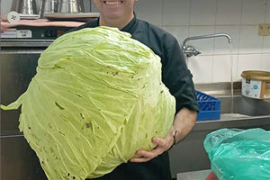 Τι φτιάχνει η φύση! Ένα… λάχανο δέκα κιλών γέννησε η αγιοβαρβαρίτικη γη και αυτό κατέληξε στο εστιατόριο «Μεράστρι», όπου ο σεφ Θάνος Αθανασίου το αξιοποίησε για τους καλύτερους λαχανοντολμάδες!