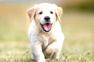 Πάνδημη κατακραυγή για τους ζωοκλέφτες που κρέμασαν το σκυλάκι