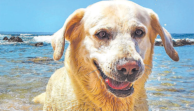 «Καλό ταξίδι, Prince, φεύγοντας πήρες μαζί και την καρδιά μας»