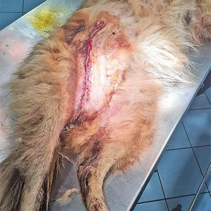 Η «Λούσι» καρφώθηκε στις λόγχες της περίφραξης στην προσπάθειά της να διαφύγει στρεσαρισμένη και φοβισμένη από τα πυροτεχνήματα κρότου