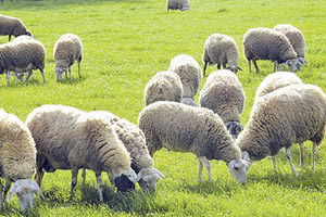 Κατήγγειλε ζωοκλοπή, αλλά την… πάτησε και συνελήφθη ως ζωοκλέφτης