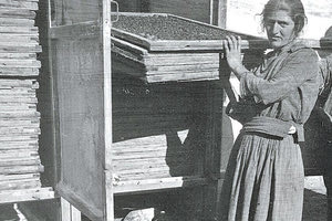 ΦΩΤΟΗΜΕΡΑΣ: Στην Κρήτη, το 1925, καθώς μαζεύουν τις αποξηραμένες σταφίδες.