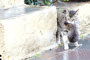 Αυτό κάνει άλλωστε και η γάτα της φωτογραφίας που φροντίζει να προσφέρει ένα ασφαλές καταφύγιο στα μωρά της.