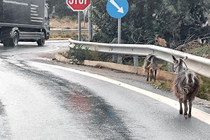 Δεν ξέρω τι θα γίνει με το νέο ΒΟΑΚ, αλλά μόνο… κλειστός αυτοκινητόδρομος δεν είναι τώρα! Εκεί που πας… τσουπ και μια αίγα! Δυο… τρεις, ένα κοπάδι! Δυστυχώς θα σκοτωθεί κόσμος (φωτογραφία από τον κόμβο Μαλίων Α. Βασιλάκης).