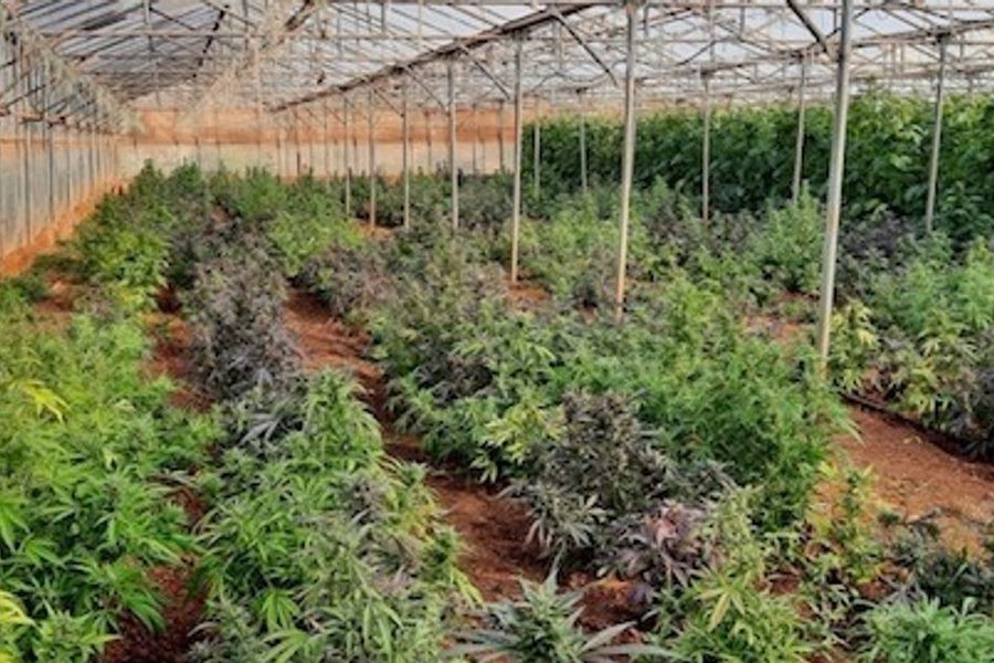 Ένας αθώος και δύο έξω με αναστέλλουσα για τα 700 δενδρύλλια