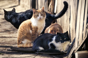 Ηράκλειο: 80χρονος ταΐζει καθημερνά περισσότερες από 100 γάτες – Στη μάχη κατά των ποντικιών που κάνουν παρέλαση στα σκουπίδια