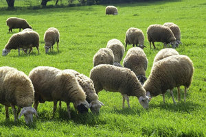 Ρέθυμνο: Συλλήψεις για οπλοκατοχή και ζωοκλοπή