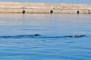 Ένα πιλοτικό σχέδιο αποκέντρωσης της λειτουργίας της Δημοτικής Αστυνομίας στην εκτός των τειχών πόλη, με σκοπό να αναπτύξει και περιφερειακά τη δράση της και να κατασταλούν τα κυκλοφοριακά προβλήματα που καταγράφονται έξω από το κέντρο του Ηρακλείου, βρίσκεται σε εξέλιξη. Πολυσύχναστες σε κίνηση περιοχές, που εμφανίζουν μεγάλα προβλήματα στην κυκλοφορία των οχημάτων όπως η 62 Μαρτύρων η Κνωσού η περιοχή του Γιόφυρου και της Μάχης Κρήτης μπαίνουν στο στόχαστρο του σχεδιασμού της δημοτικής Αρχής που, όπως τονίζει ο αρμόδιος αντιδήμαρχος Μανόλης Χαιρέτης, θέλει να δώσει το μήνυμα ότι η Δημοτική Αστυνομία δεν μπορεί να έχει παρουσία μόνο στο κέντρο της πόλης αλλά και περιφερειακά όπου καθημερινά καταγράφονται μεγάλα κυκλοφοριακά κομφούζια και για πολλές ώρες ο κόσμος ταλαιπωρείται. Όπως ο ίδιος σημειώνει καθημερινά σε κεντρικές οδικές αρτηρίες περιφερειακά της πόλης βλέπουμε δρόμους διπλής κατεύθυνσης να κλείνουν στο ένα ρεύμα τους λόγω των διπλοπαρκλαρισμένων αυτοκινήτων ή να σχηματίζονται ουρές σε φανάρια λόγω των παράνομων σταθμεύσεων που κλείνουν τη κίνηση. «Οι πολίτες είναι πολύ φυσικό να επιζητούν την παρουσία της Δημοτικής Αστυνομίας και σε αυτούς τους δρόμους και εμείς από την πλευρά μας οφείλουμε να είμαστε παρών με την έστω και μικρή δύναμη που διαθέτει η υπηρεσία, η οποία είναι απολύτως δυσανάλογη σε σχέση με το εύρος των αρμοδιοτήτων στις οποίες προσπαθεί να ανταποκριθεί» τονίζει ο αντιδήμαρχος. Παράλληλα προσθέτει ότι, σε καμία περίπτωση δεν σημαίνει ότι το εγχείρημα της ανάπτυξης δραστηριότητας της Δημοτικής Αστυνομίας περιφερειακά θα απομακρύνει την παρουσία της από το κέντρο της πόλης, το οποίο είναι ξεκάθαρο ότι δεν μπορεί να μείνει ακάλυπτο. Ο ίδιος σημειώνει ότι αυτή τη στιγμή το μεγαλύτερο πρόβλημα στο κέντρο της πόλης είναι η ανεξέλεγκτη είσοδος των οχημάτων που πραγματοποιούν προμήθειες στα καταστήματα τα οποία δυστυχώς δεν τηρούν το ωράριο και σταθμεύουν ανεξέλεγκτα σε πλατείες και πεζόδρομους. Όμως εκτός από την ανεξέλεγκτη δραστηριότητα των προμηθευτών που δεν πειθαρχούν στην τήρηση του ωραρίου που είναι επιτρεπόμενη η διέλευση τους, οξύ είναι το πρόβλημα και των παράνομων σταθμεύσεων σε πεζόδρομους και πλατείες που η υπηρεσία οφείλει να περιφρουρεί. Μέσα σε αυτό το σκηνικό, όμως κομβικό ζήτημα σύμφωνα με τον αντιδήμαρχο, να δοθεί ένα συνολικό μήνυμα ότι η δραστηριότητα της δεν περιορίζεται στο κέντρο αλλά θα αναπτύσσεται και περιφερειακά και γι’ αυτό οι πολίτες θα πρέπει να είναι προετοιμασμένοι ότι θα βρεθούν αντιμέτωποι με τις παρενέργειες των πράξεων τους. Ο Μ. Χαιρέτης σημειώνει ότι δυστυχώς η λήψη αυστηρότερων μέτρων είναι επιβεβλημένη, μέχρι να εμπεδωθεί στη συνείδηση του συνόλου των πολιτών ότι στους πεζόδρομους δεν θα πρέπει να κυκλοφορούν οχήματα και παράλληλα να γίνει συνείδηση στον κόσμο πόσο βλαπτικές παρενέργειες προκαλούν τα διπλοπαρκαρίσματα και θα πρέπει με κάθε τρόπο να σταματήσουν.