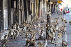 Το είδαμε κι αυτό! Xιλιάδες μακάκοι έκαναν επιδρομή σε πόλη της κεντρικής Ταϊλάνδης αναγκάζοντας αρκετά καταστήματα και επιχειρήσεις να βάλουν λουκέτο ή να μετεγκατασταθούν, με τους επενδυτές να σταματούν κάθε δραστηριότητα στην επαρχία Λόπμπουρι.