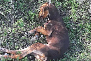 Κτηνωδία με κρεμασμένο κουτάβι στην Ελιά