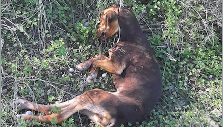 Κτηνωδία με κρεμασμένο κουτάβι στην Ελιά