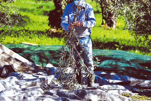 Η τελευταία εσοδεία για τους ελαιοπαραγωγούς ήταν απογοητευτική, αλλά ο φάκελος που θα υποβληθεί στην Ε.Ε. είναι με στοιχεία δεκαετίας