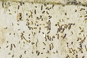 Τα πιστόλια και τα καλάσνικοφ είχαν την τιμητική τους, ενώ οι σφαίρες μεταφέρονταν με τσάντες! Κι έπεσαν τόσο πολλές, που οι κάλυκες… έστρωσαν τεράστιο χαλί πάνω στο οποίο… περπάτησαν οι καλεσμένοι