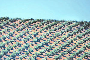 Πάνω από 20.000.000 δέντρα ελιάς στις αραβικές χώρες είναι ήδη φυτεμένα σε υπερεντατικές καλλιέργειες. Ενα κτήμα μόνο έχει 7.000.000 δέντρα.