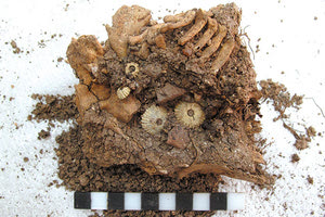 Η ΜΟΝΑΔΙΚΗ ΓΝΩΣΤΗ ΠΕΡΙΠΤΩΣΗ ΣΤΗΝ ΕΛΛΑΔΑ Στο φως σκελετός μωρού με σύνδρομο Down που έζησε τον 13ο αιώνα π.Χ. στην Αίγινα