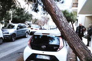 Δεν είναι διατεθειμένος ο αντιδήμαρχος Καθαριότητας και Πρασίνου, Ν. Γιαλιτάκης,  να επιτρέψει να ξεπεραστεί τόσο εύκολα η πτώση του πεύκου στον Μασταμπά