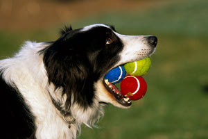 Απεργούν οι κτηνίατροι και για την υποχρεωτική λήψη DNA απο τα ζώα που δεν στειρώνουμε