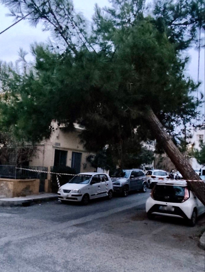 Συναγερμός από επικίνδυνη κλίση δέντρου στο Μασταμπά