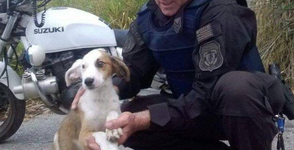 Οι αστυνομικοί προσπάθησαν να σώσουν το σκυλάκι στον δρόμο