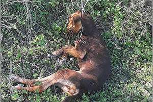 Μια ακόμα κτηνωδία- Βρήκαν κρεμασμένο και νεκρό ένα κουτάβι